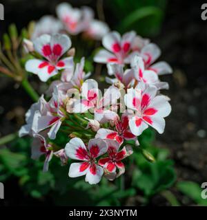 Kleine weiße und rosafarbene Blüten blühen im Frühjahr Stockfoto