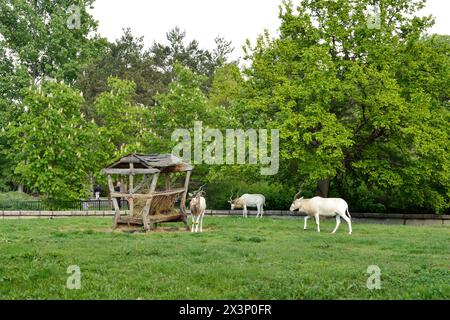 Addax Weiße Antilope oder Drehhornantilope Addax nasomaculatus bedrohte Antilopenarten im Zoo von Sofia, Sofia Bulgarien, Osteuropa Stockfoto