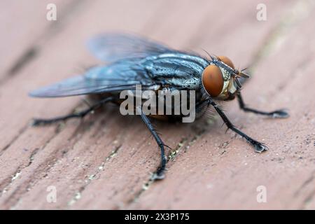 Nahdetail einer gewöhnlichen Fliege mit großen roten Augen und einem behaarten schwarzen Körper. Stockfoto