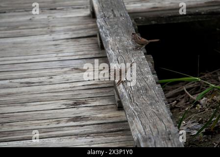 Lied Spatrows in Pennsylvania Stockfoto