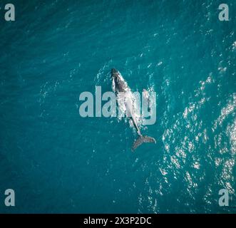 Buckelwale und Kälber-Luftdrohne schossen schlafend auf der Oberfläche des Ozeans in Australien, New South Wales. Stockfoto