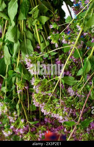 Eine üppige Blütenpracht in grünen Blättern, die das Wesen der Frühlings- oder Sommerblüte einfängt. Stockfoto