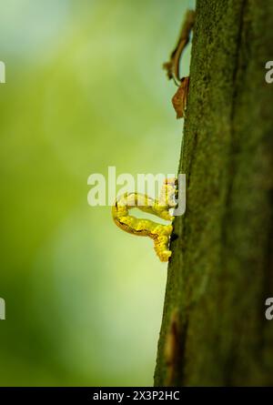 Ein Zoll-Wurm, der seinen Weg durch einen Baumzweig findet. Dieser Makroclip kann Konzepte von Beharrlichkeit, Leistung und Entschlossenheit symbolisieren Stockfoto