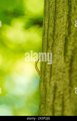 Ein Zoll-Wurm, der seinen Weg durch einen Baumzweig findet. Dieser Makroclip kann Konzepte von Beharrlichkeit, Leistung und Entschlossenheit symbolisieren Stockfoto