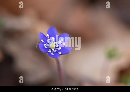 Farbenfrohe hepatica Nobilis Blume, eine der ersten Blüten im Frühjahr; diese wunderschönen Pflanzen wachsen in wilden Waldgebieten Stockfoto