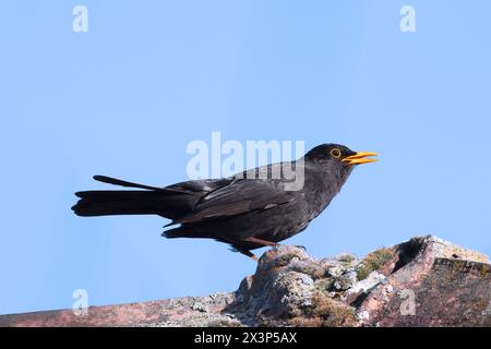 Gemeine Amsel auf dem Haus (Turdus merula) Stockfoto