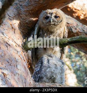 Jugendliche neugierige Gelbeule in einer Kiefer (Strix aluco) Stockfoto