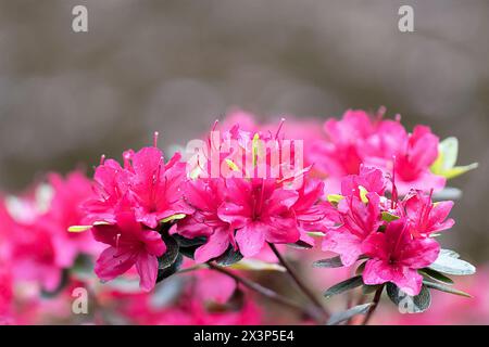 Rosafarbene Rhododendron-Blüten (Rhododendron molle japonica), Fokusstapel Stockfoto