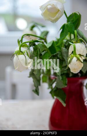 Rote Glasvase mit getrockneten weißen Blumen am Fenster eines modernen Hauses. Stockfoto