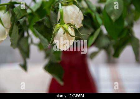 Rote Glasvase mit getrockneten weißen Blumen am Fenster eines modernen Hauses. Stockfoto