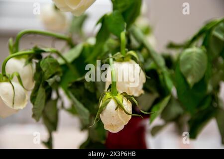 Rote Glasvase mit getrockneten weißen Blumen am Fenster eines modernen Hauses. Stockfoto