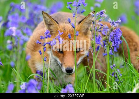 Fox in Bluebells Stockfoto
