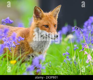 Fox in Bluebells Stockfoto