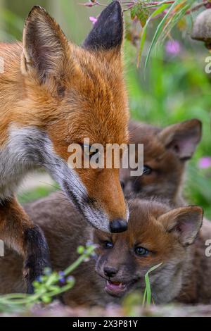 Fox in Bluebells Stockfoto