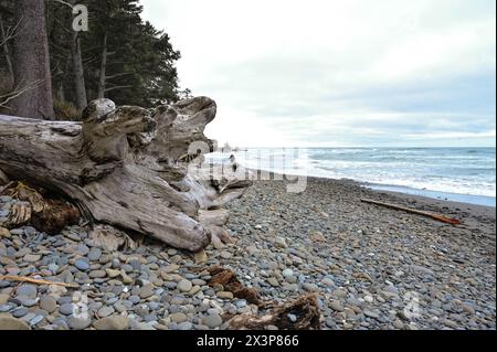 Driftwood, Felsenstrand, Wellen und eine Person, die in der Nähe zu Fuß in Second Beach, Olympic National Park, WA Stockfoto