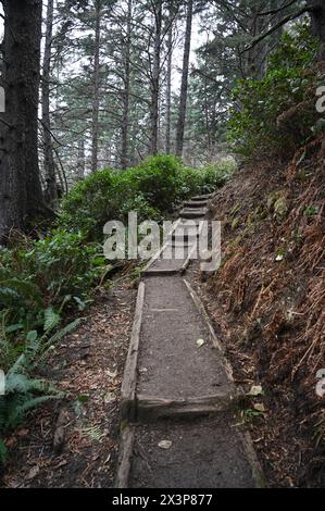 Eine Treppe führt nach oben auf dem Weg zum Second Beach im Olympic National Park, WA Stockfoto