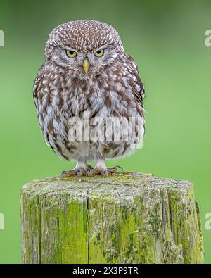 Kleine Eule Stockfoto