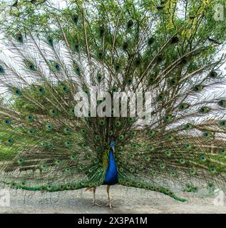 Ein vorderes Bild von Blue Peacock mit einem herrlichen, schillernden Schwanz. Stockfoto