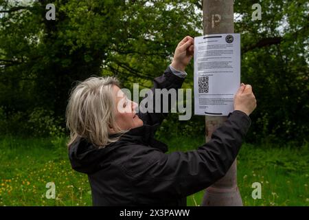 Chalfont St Peter, Großbritannien. April 2024. Ein Gemeinderat macht eine Meldung über Überschwemmungen. Das geschredderte Abwasser schwamm heute wieder auf der Straße am Eingang des Dorfes Chalfont St Peter in Buckinghamshire. Die Wasserdienstleister der Themse brachten erneut Abwasser und Hochwasser aus dem Dorf heraus. Heftige Regenfälle über Nacht haben die Situation verschlimmert. Seit Anfang Januar hat das Dorf Grundwasser überschwemmt, was sich sehr negativ auf die Geschäfte im Dorf ausgewirkt hat. Quelle: Maureen McLean/Alamy Live News Stockfoto