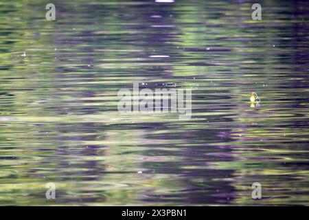 Ein kleiner Bobber auf der Oberfläche eines Sees. Abstrakte Reflexionen in den Kräuseln. Aufgenommen in Washburn County, Wisconsin Stockfoto