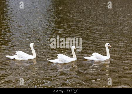 Mehrere weiße Schwäne schwimmen auf dem Wasser. Weißer Schwan in einem Teich. Drei weiße Schwäne. Stockfoto