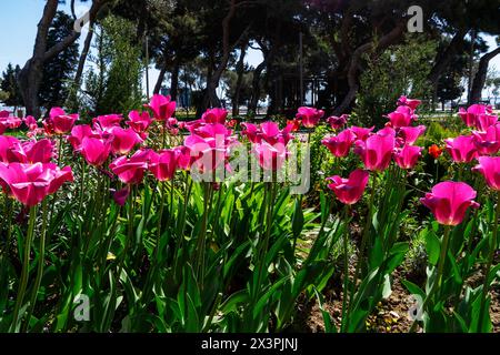 Wunderschöne burgunderrote Tulpen wachsen im Park. Tulpe Merlot – blühende violette Tulpen in einem ländlichen Garten. Stockfoto