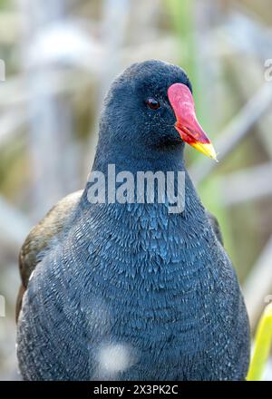 Schwarzer Vogel mit weißem Schnabel und rotem Fleck auf der Stirn. Spaziert durch Dublins Sümpfe und jagt nach Pflanzen und Insekten. Stockfoto