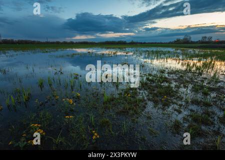 Wasser auf einer Blumenwiese, Frühlingsabend, Nowiny, Polen Stockfoto