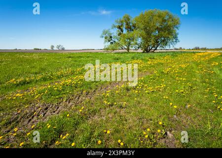 Grüne Wiese mit gelben Löwenzahnblüten und Bäumen am Horizont, Frühling Mai Tag Stockfoto