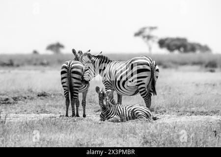 Eine Familiengruppe von Plains Zebras, equus quagga, im Amboseli-Nationalpark, Kenia. Schwarz-weiß. Stockfoto