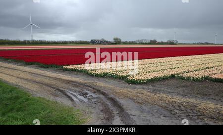 Tulip Fields in den Niederlanden. Im Hintergrund befinden sich moderne Windmühlen. Vorne eine unbefestigte Straße. Stockfoto