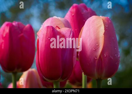 Winzige Wassertröpfchen zieren die rosafarbenen Blütenblätter von sonnenverwöhnten Tulpen. Stockfoto