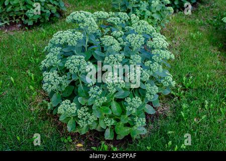 Viele zarte grüne Blütenknospen von Hylotelephium spectabile, bekannt als Sedum, Eispflanze oder auffällige oder Schmetterlingsstonecrop Flows und grüne Blätter in a g Stockfoto