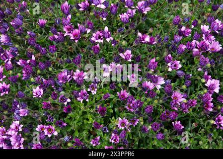 Ein Haufen lila afrikanischer Daisies in der Sonne. Leuchtende Farben der violetten weißen Blütenblätter der Pflanze. Stockfoto