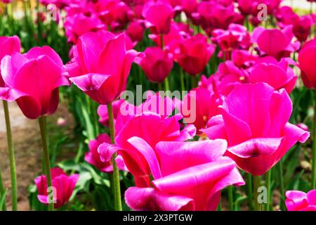 Wunderschöne burgunderrote Tulpen wachsen im Park. Tulpe Merlot – blühende violette Tulpen in einem ländlichen Garten Stockfoto