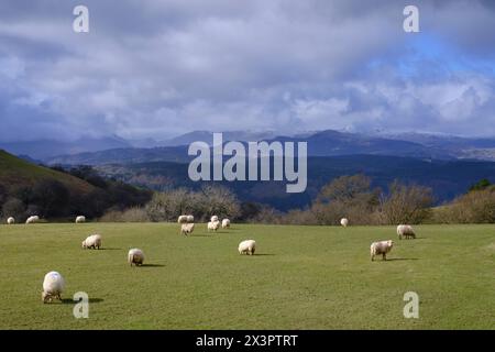 Schafe weiden, mit Snowdonia-Bergen in der Ferne, an einem stürmischen Tag Stockfoto