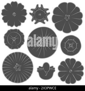 Set von Schwarz-Weiß-Bildern mit Kürbissen verschiedener Typen und Formen. Isolierte Vektorobjekte auf weißem Hintergrund. Stock Vektor