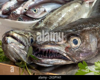 Nahaufnahme von zwei auf einem Fischmarkt angebotenen Seehechtfischen (Merluccius) Stockfoto