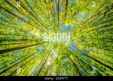 Die Sonne zu beobachten, die durch die Bäume in einem Wald schaut, ist ein ruhiges Erlebnis, umgeben von Landpflanzen und einer Vielzahl von Grüntönen Stockfoto