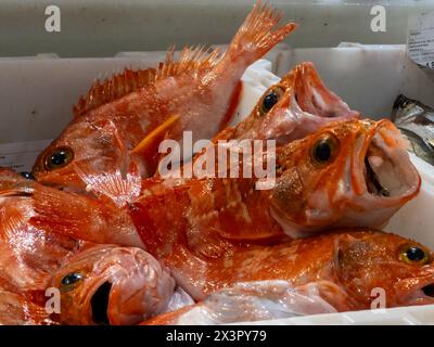 Nahaufnahme der Rotbarsche (sebastes), die auf einem Fischmarkt angeboten werden Stockfoto