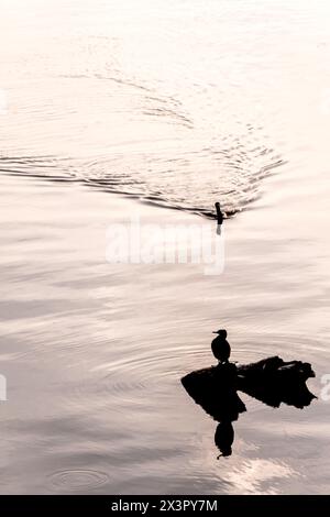 Silhouetten von zwei Kormoranen (Phalacrocoracidae), einer steht auf einem kleinen Felsen, der andere schwimmt in einem See - Kopierraum Stockfoto