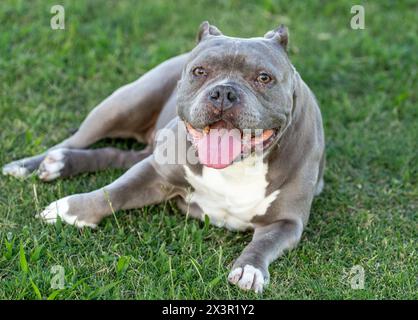 Fröhlicher grauer Pitbull posiert im Gras für ein natürliches Lichtbild Stockfoto