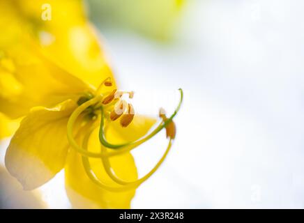 Nahaufnahme der Blume des Bahava-Pflanzenbaums, auch bekannt als Cassia Fistula, auch bekannt als Golden Shower Tree. Selektiver Fokus und Kopierbereich. Stockfoto