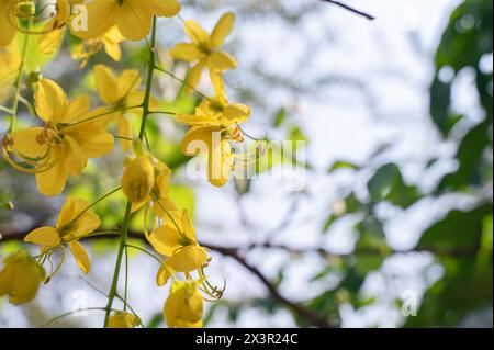 Die Blüten des goldenen Duschbaums, die allgemein als Bahava-Blüten bekannt sind, blühen im Sommer voll. Selektiver Fokus mit Kopierbereich. Stockfoto