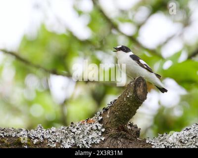 Ficedula albicollis alias Collared Flycatcher hockte auf dem Kirschbaum in seinem Lebensraum. Stockfoto