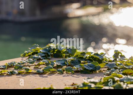 Nahaufnahme der Pflanzen am Riverwalk in Chicago Stockfoto