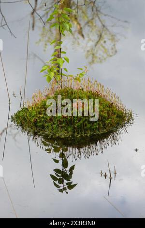 Blühendes Bank-Haircap-Moos, das eine kleine Insel in einem Sumpf bildet, im Wasser wiedergefunden. Stockfoto