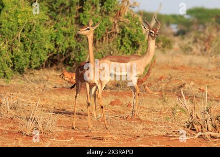 Gerenuk in Tsavo Ost Stockfoto