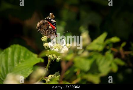 Nahaufnahme eines roten Admiral-Schmetterlings, der auf einer weißen Brombeerblume thront Stockfoto