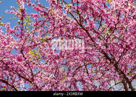 Judas-Baum mit lila Blumen, Olympia, Griechenland. Stockfoto